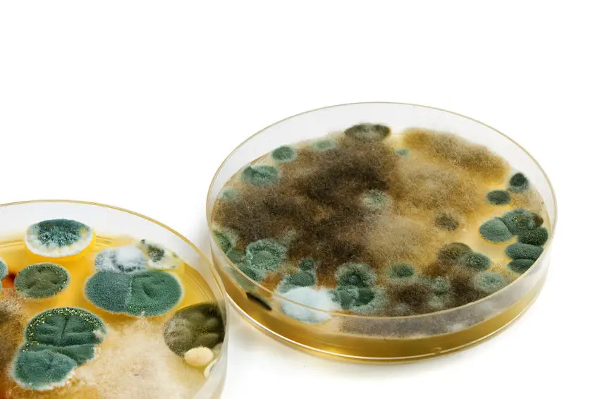 Transferred Bacteria - The Importance of Packaging